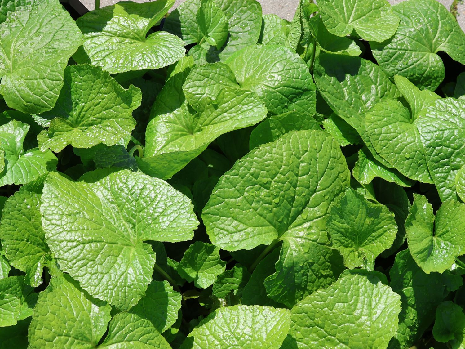 Wasabi, Japanischer Meerrettich 'Mephisto Green' - Eutrema japonicum 'Mephisto Green'