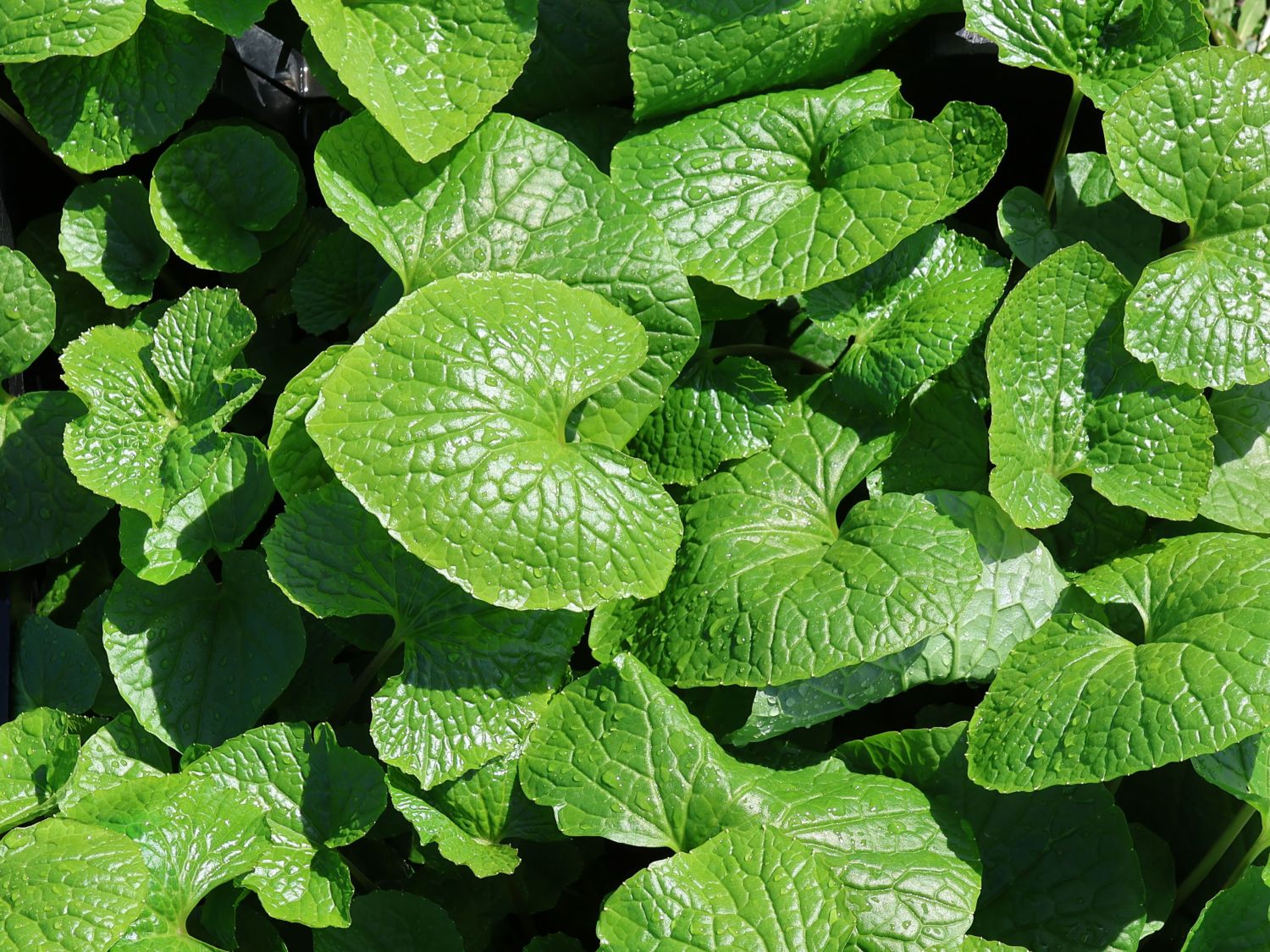 Wasabi, Japanischer Meerrettich 'Mephisto Red'