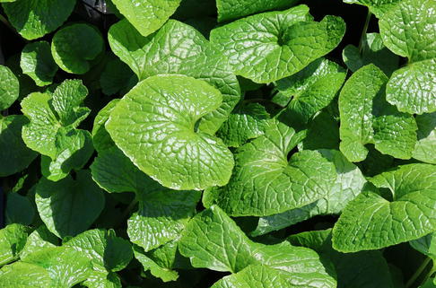Wasabi, Japanischer Meerrettich 'Mephisto Red' - Eutrema japonicum 'Mephisto Red'