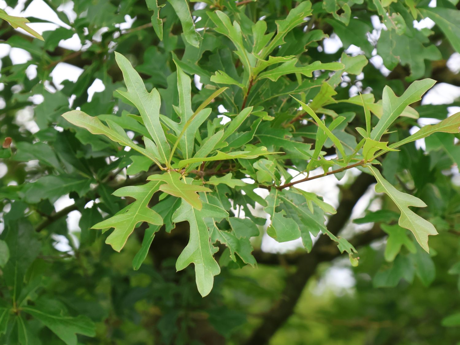 Wasser-Eiche - Quercus nigra