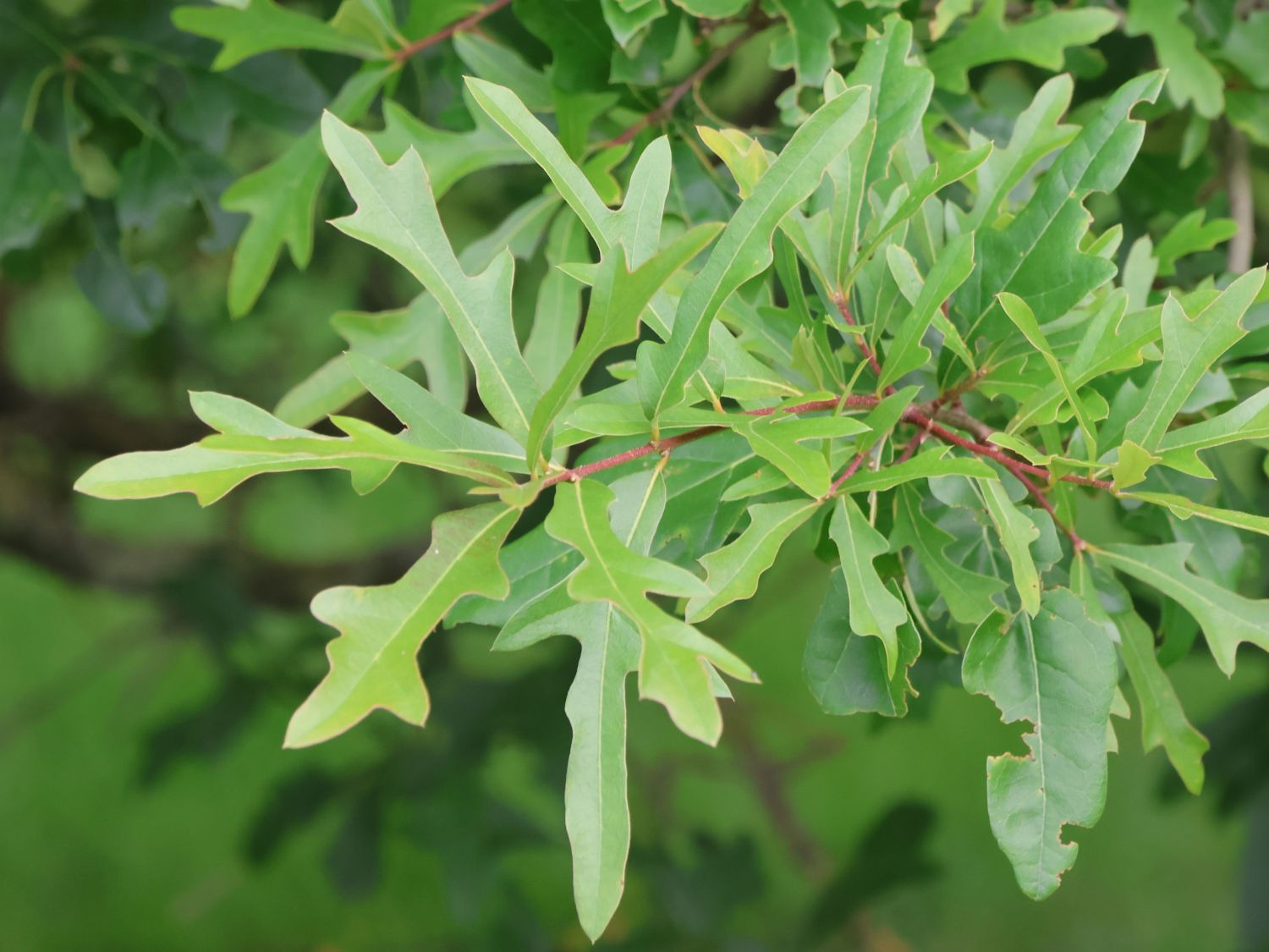 Wasser-Eiche - Quercus nigra