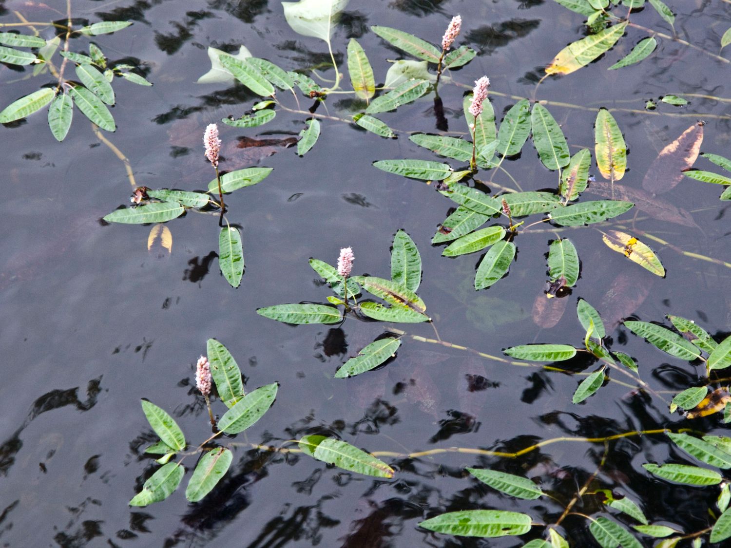 Wasser-Knöterich - Persicaria amphibia