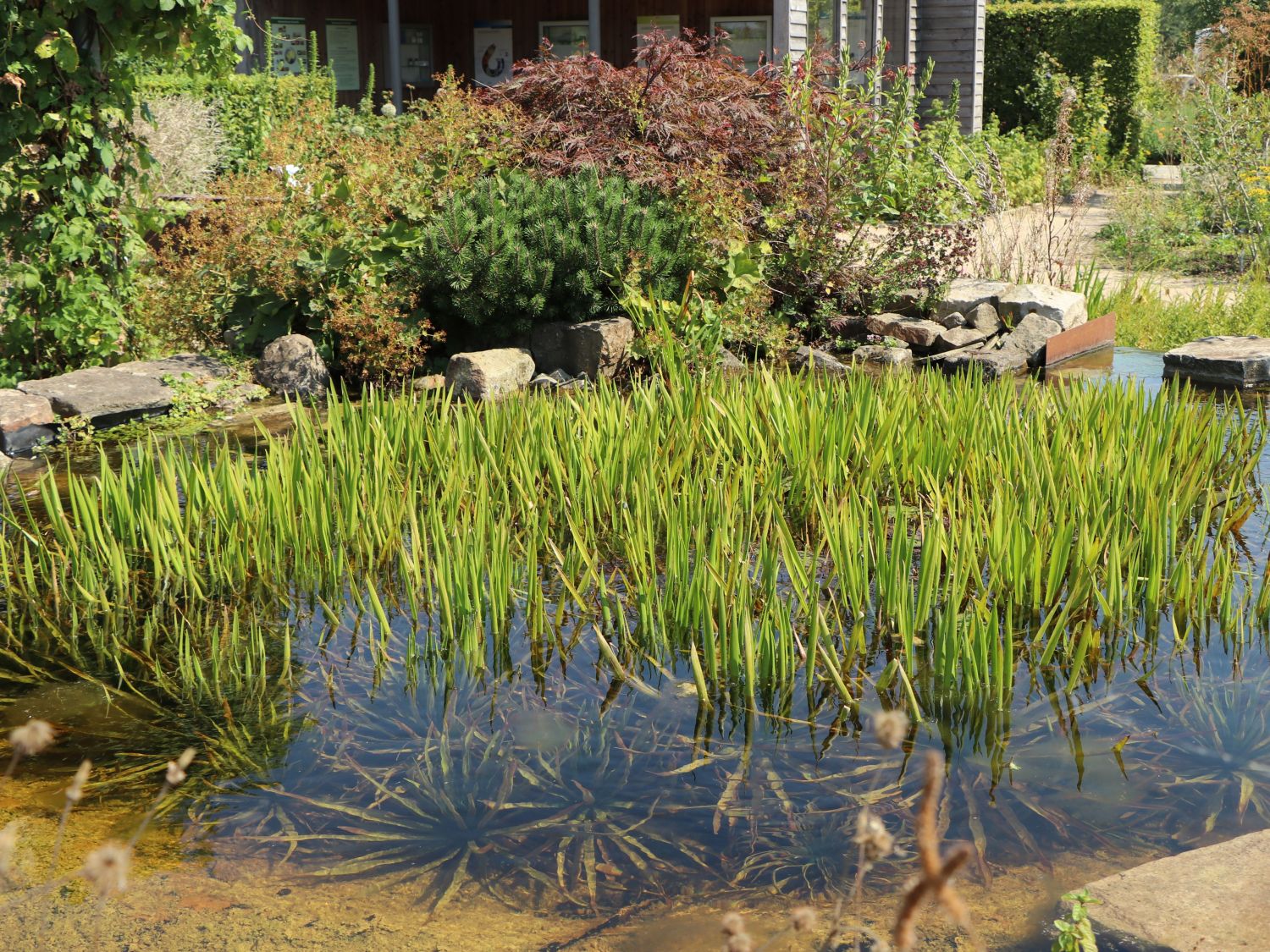 Wasseraloe / Krebsschere