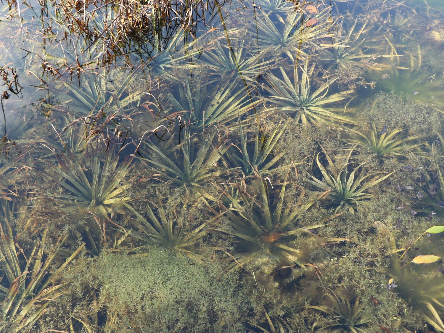 Froschbissgewächse (Hydrocharitaceae)