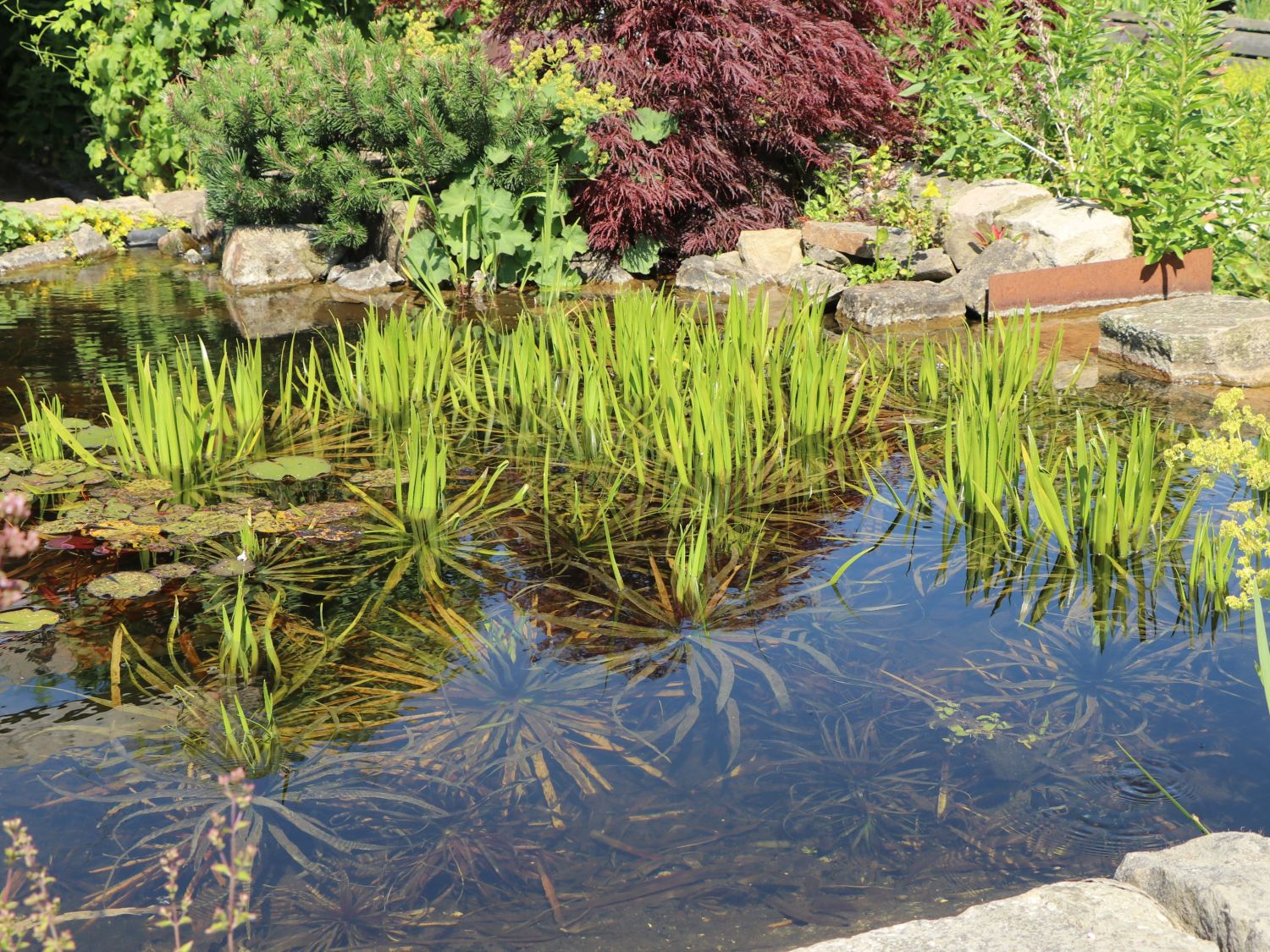 Krebsschere (Stratiotes)