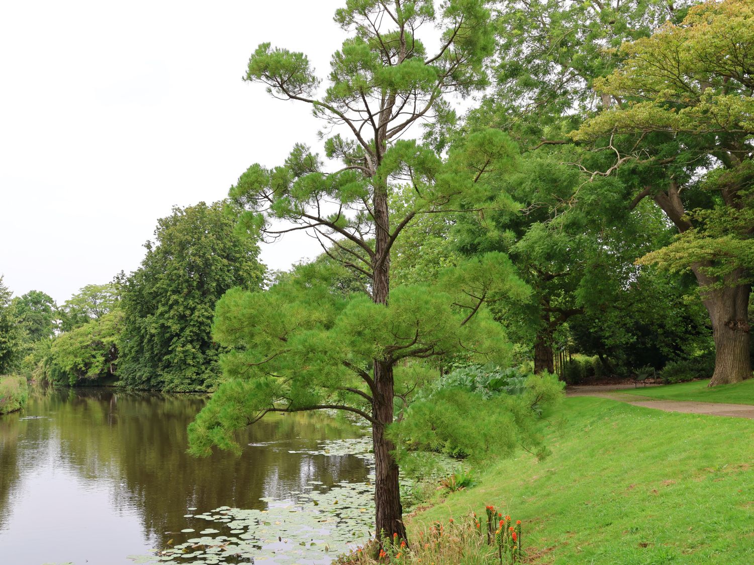 Wasserfichten (Glyptostrobus)