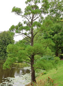 Wasserfichten (Glyptostrobus)