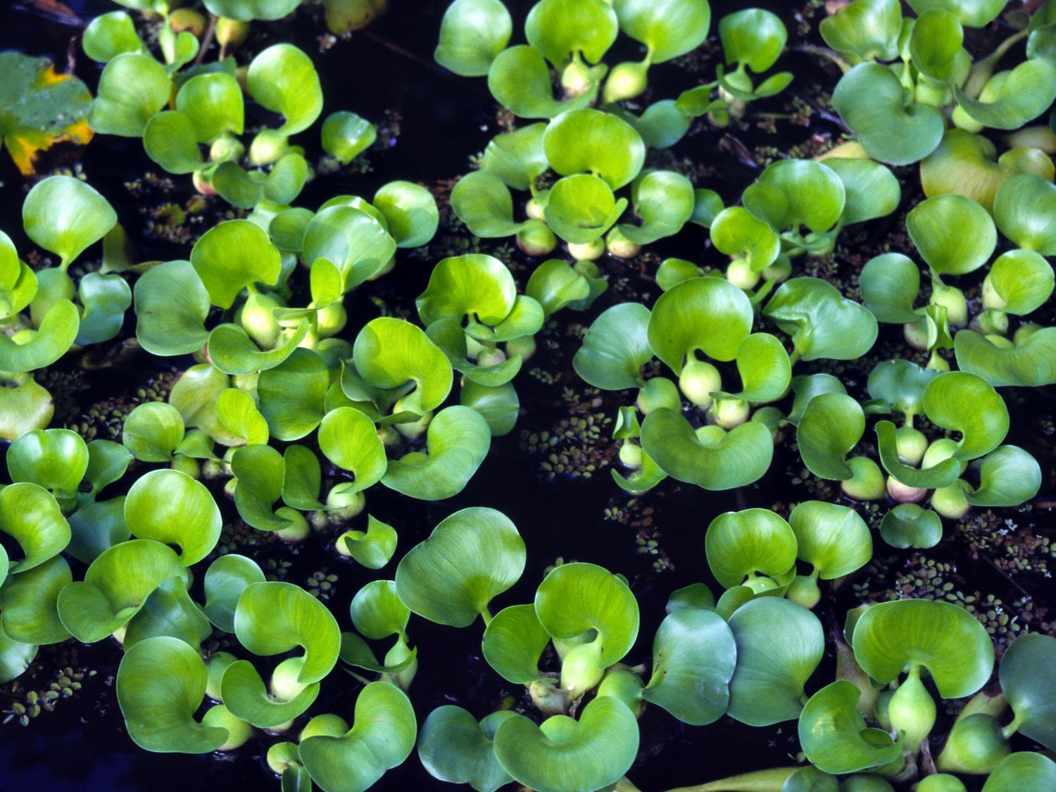 Wasserhyazinthengewächse (Pontederiaceae)
