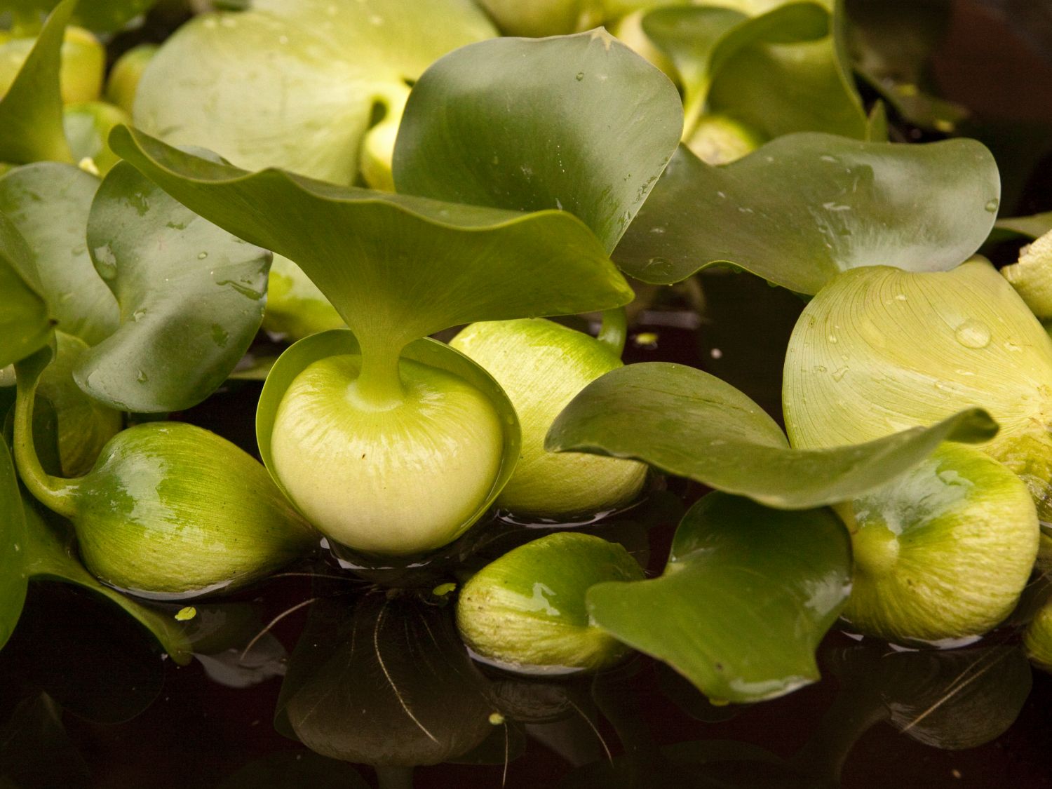 Wasserhyazinthen (Eichhornia)