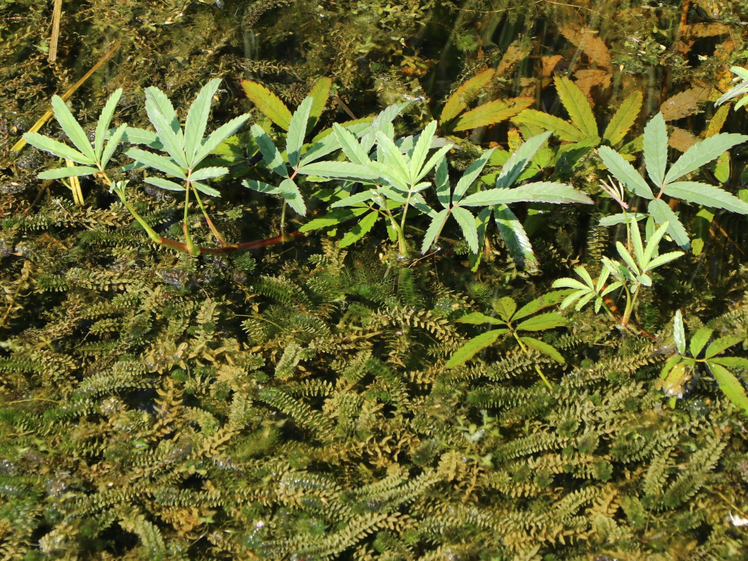 Wasserpest (Elodea)