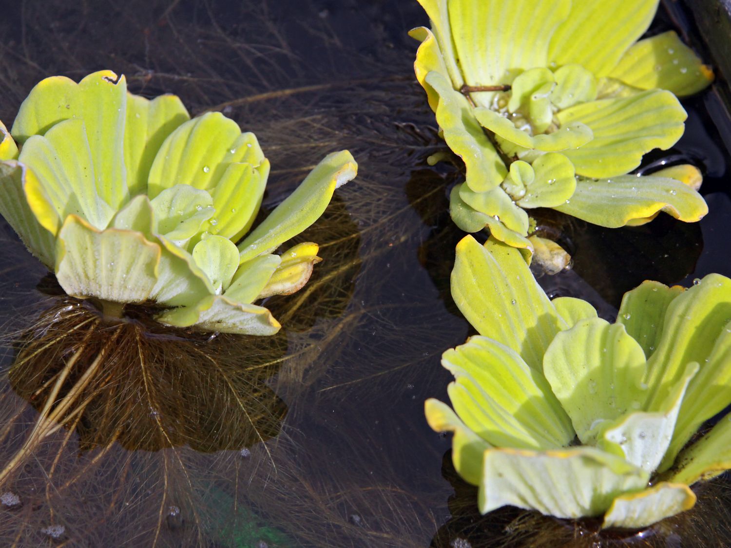 Wassersalat (Pistia)