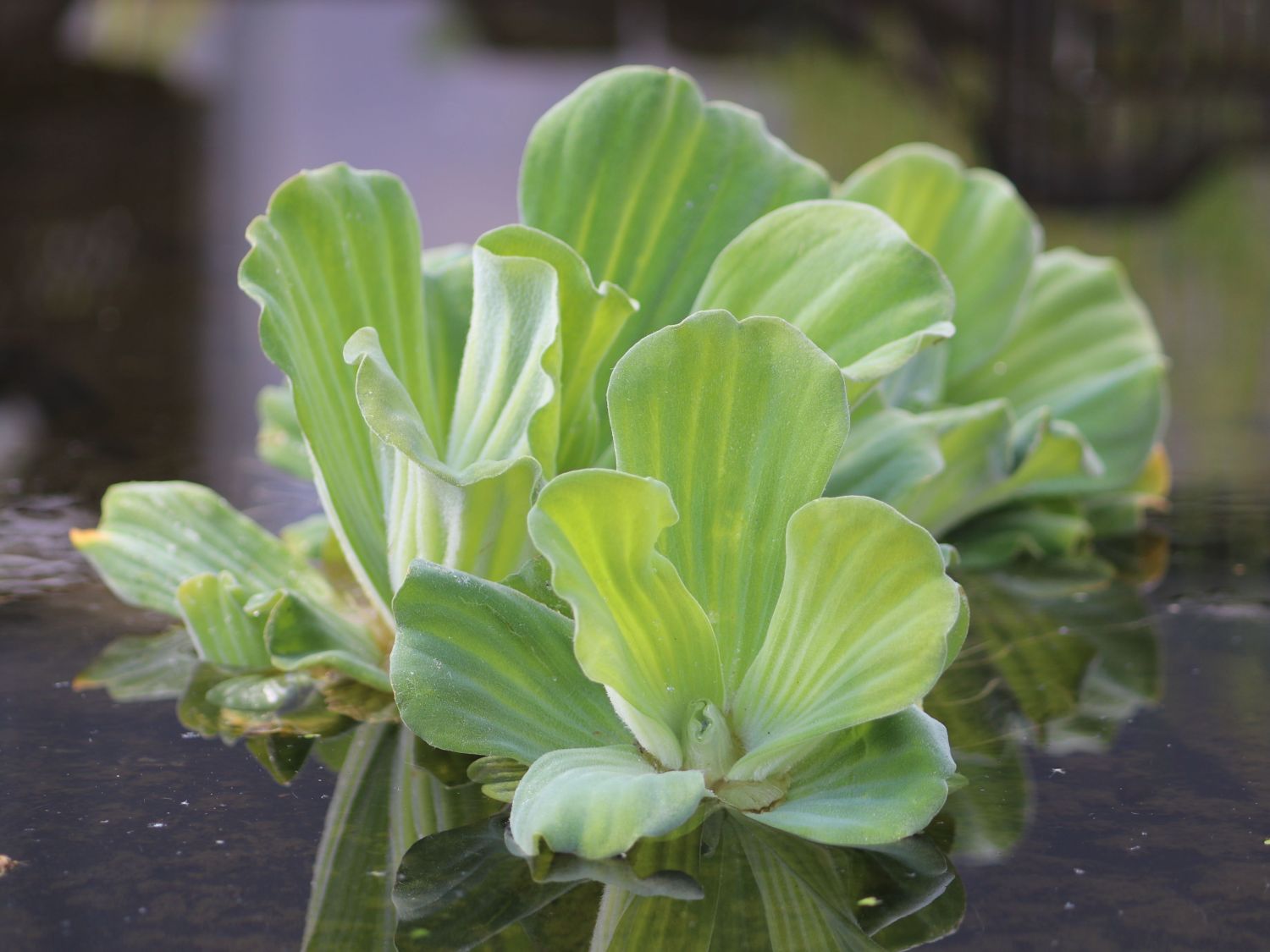 Froschlöffelartige (Alismatales)