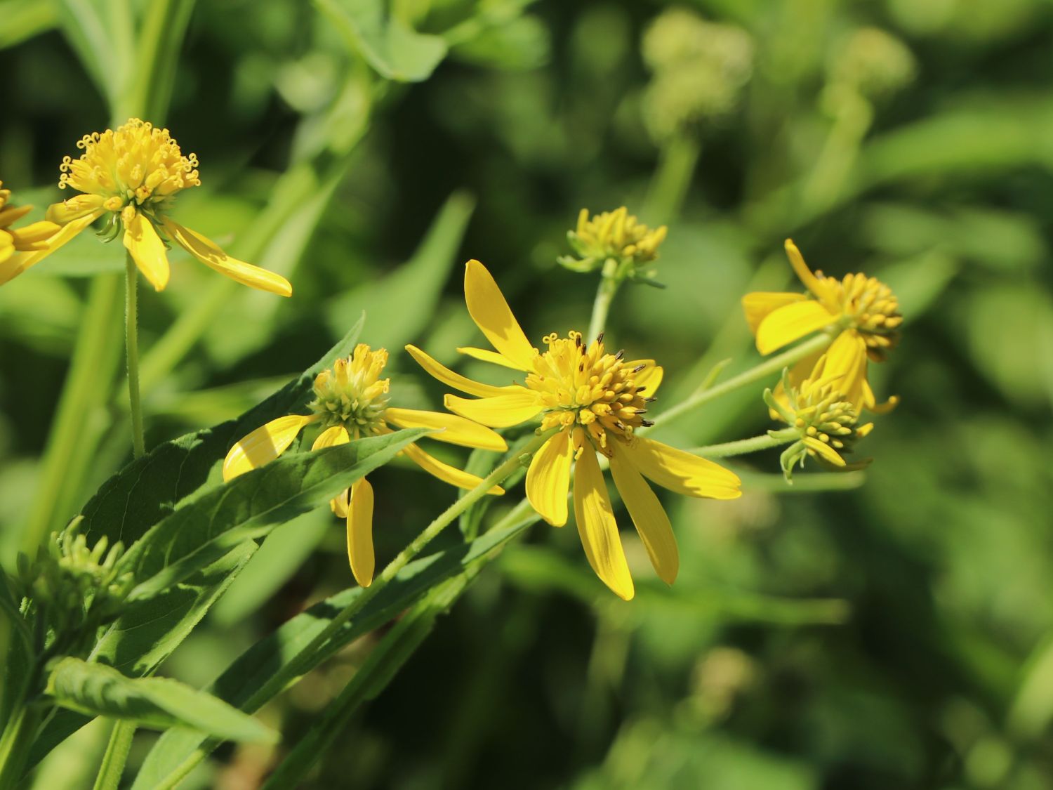 Verbesina (Verbesina)