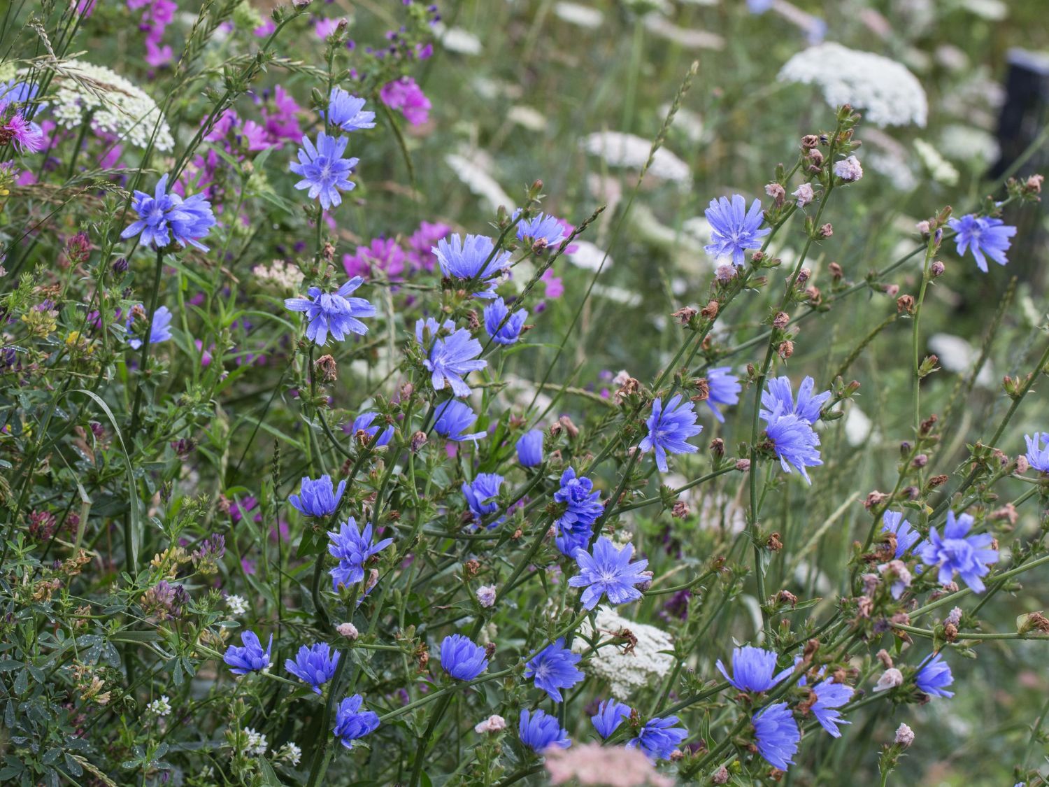 Wegwarten (Cichorium)