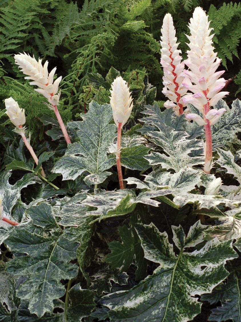 Weiche Bärenklaue Acanthus mollis 'Whitewater' - Acanthus mollis 'Whitewater'