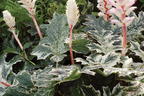 Weiche Bärenklaue Acanthus mollis 'Whitewater' - Acanthus mollis 'Whitewater'
