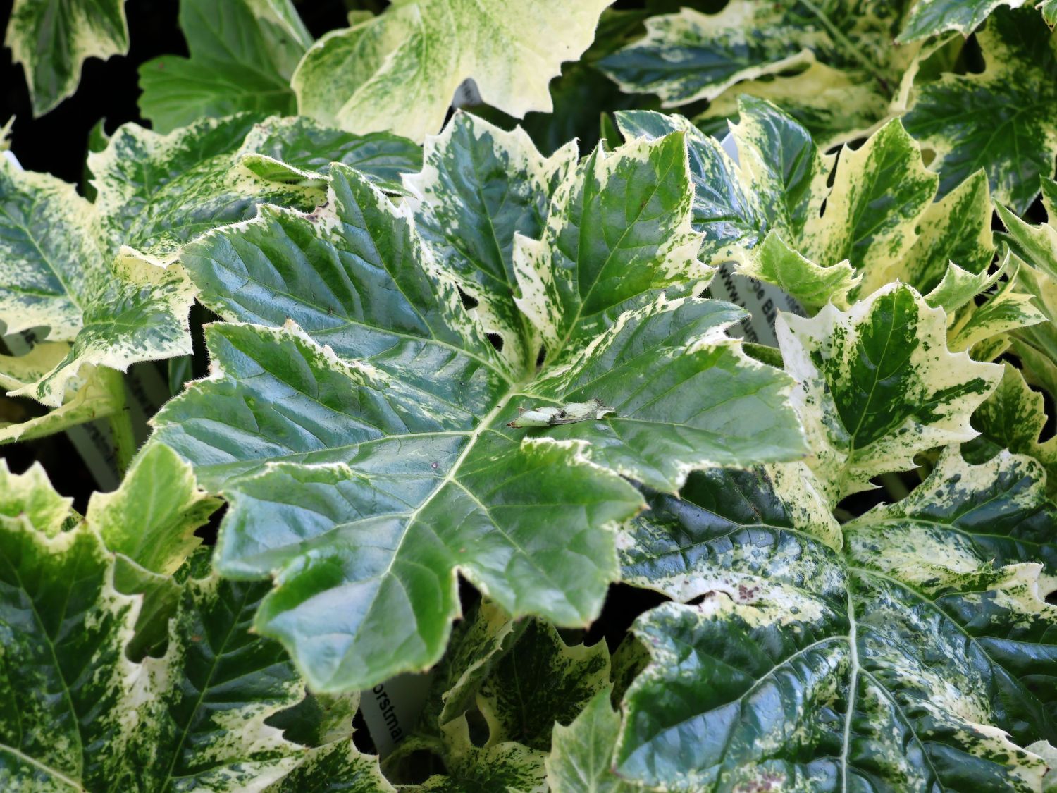 Weiche Bärenklaue Acanthus mollis 'Whitewater' - Acanthus mollis 'Whitewater'