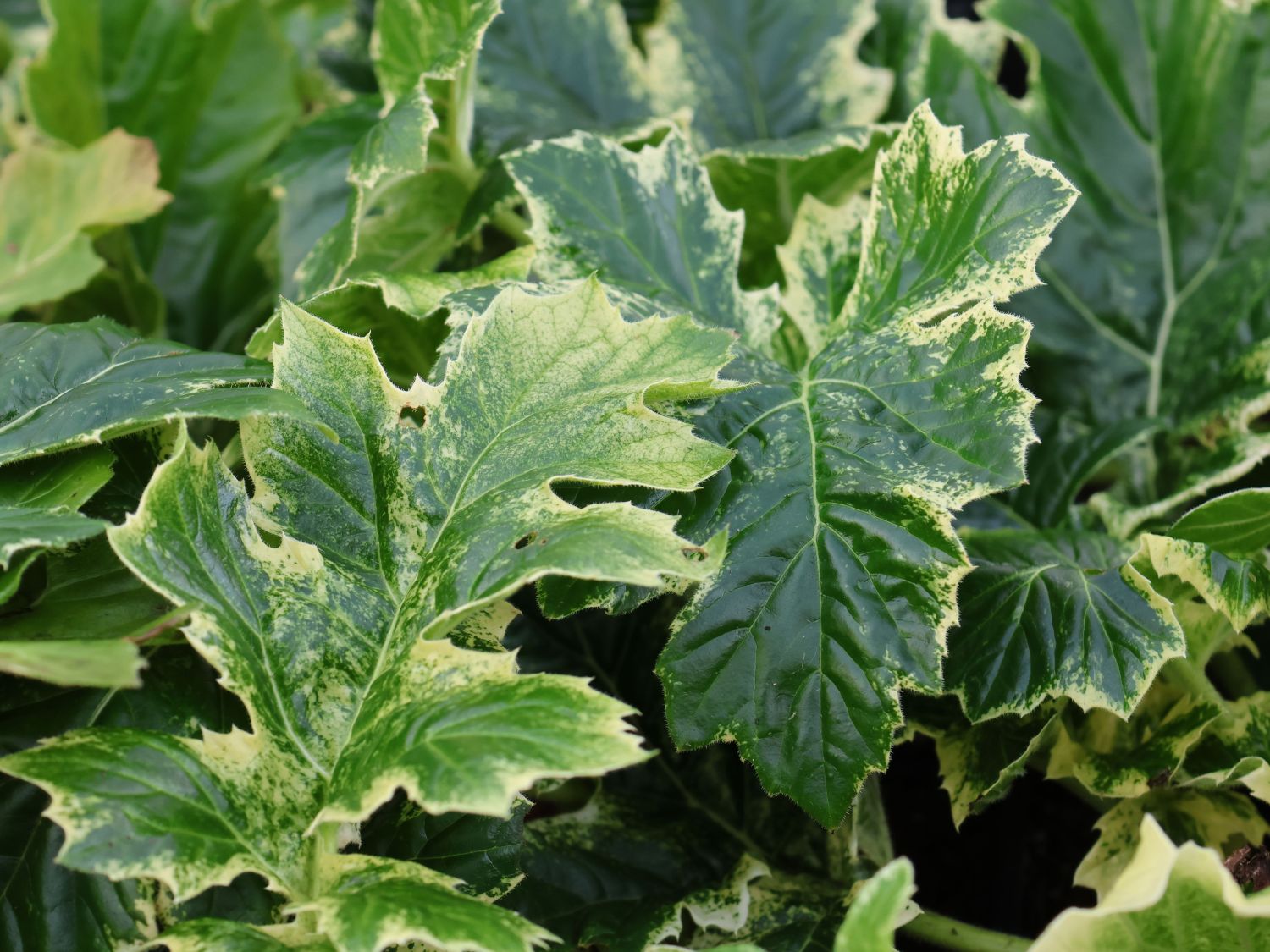 Weiche Bärenklaue Acanthus mollis 'Whitewater' - Acanthus mollis 'Whitewater'