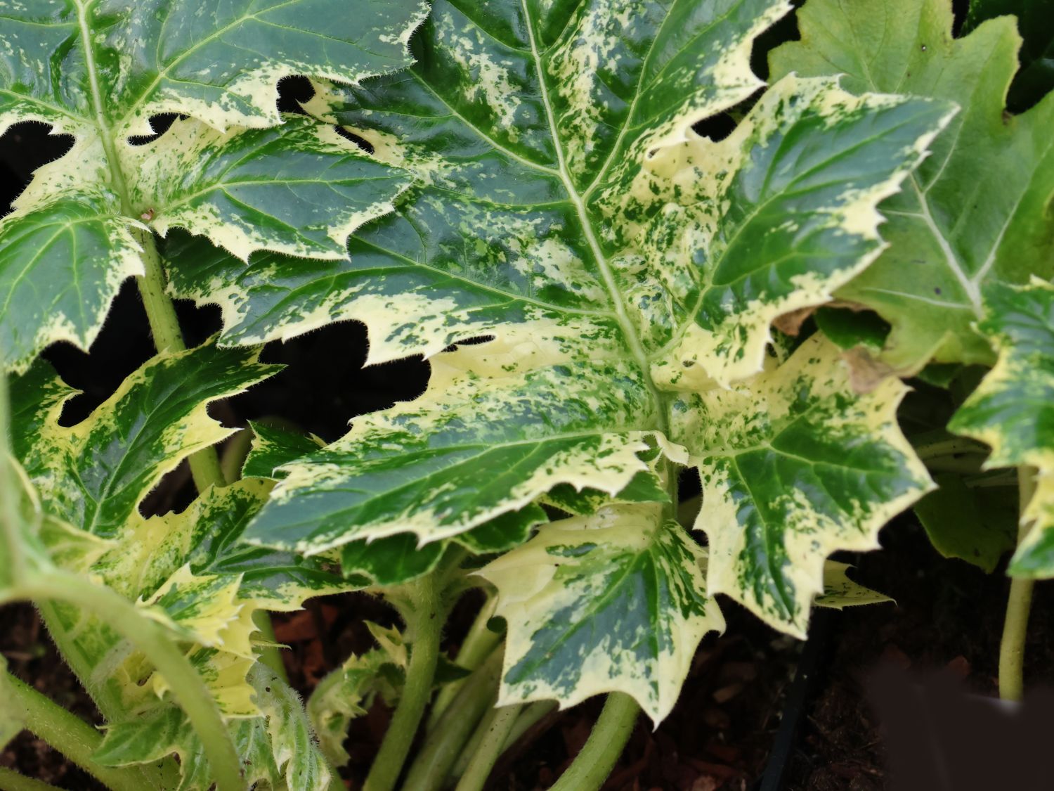 Weiche Bärenklaue Acanthus mollis 'Whitewater' - Acanthus mollis 'Whitewater'