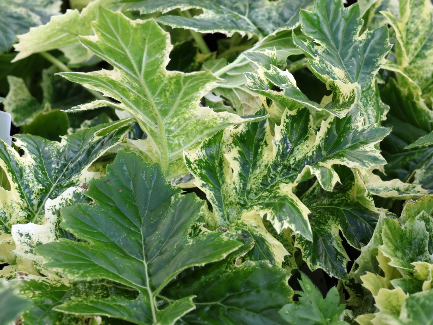 Weiche Bärenklaue Acanthus mollis 'Whitewater' - Acanthus mollis 'Whitewater'