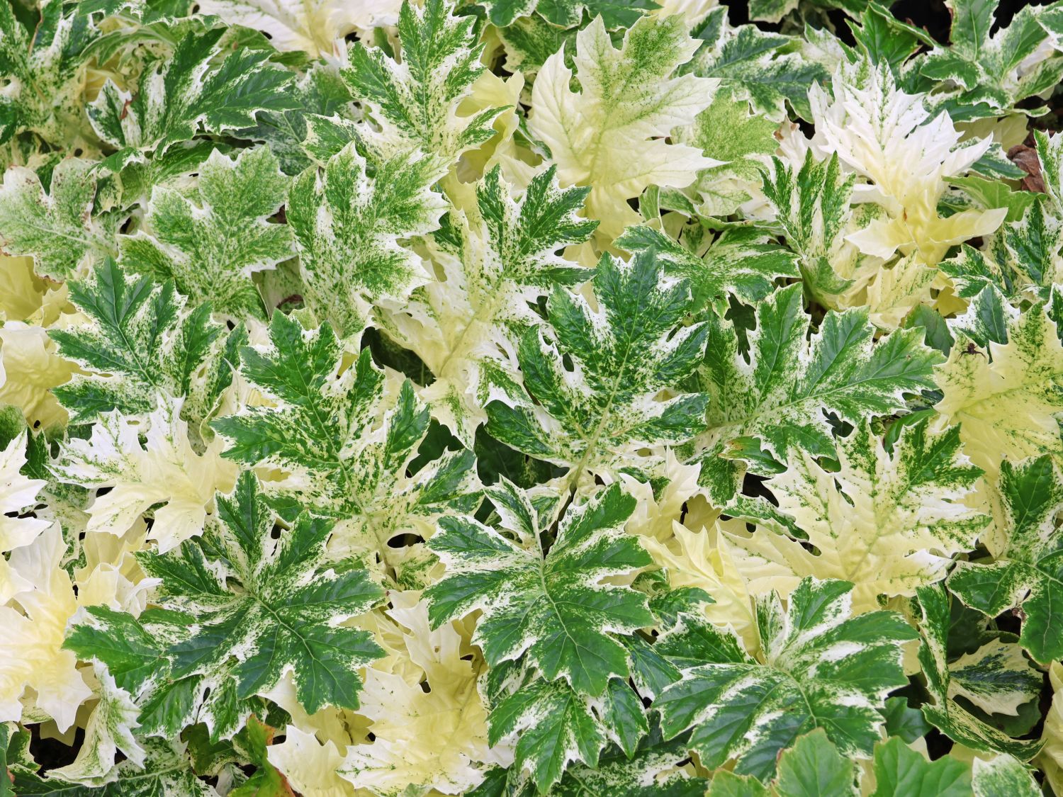 Weiche Bärenklaue Acanthus mollis 'Whitewater' - Acanthus mollis 'Whitewater'