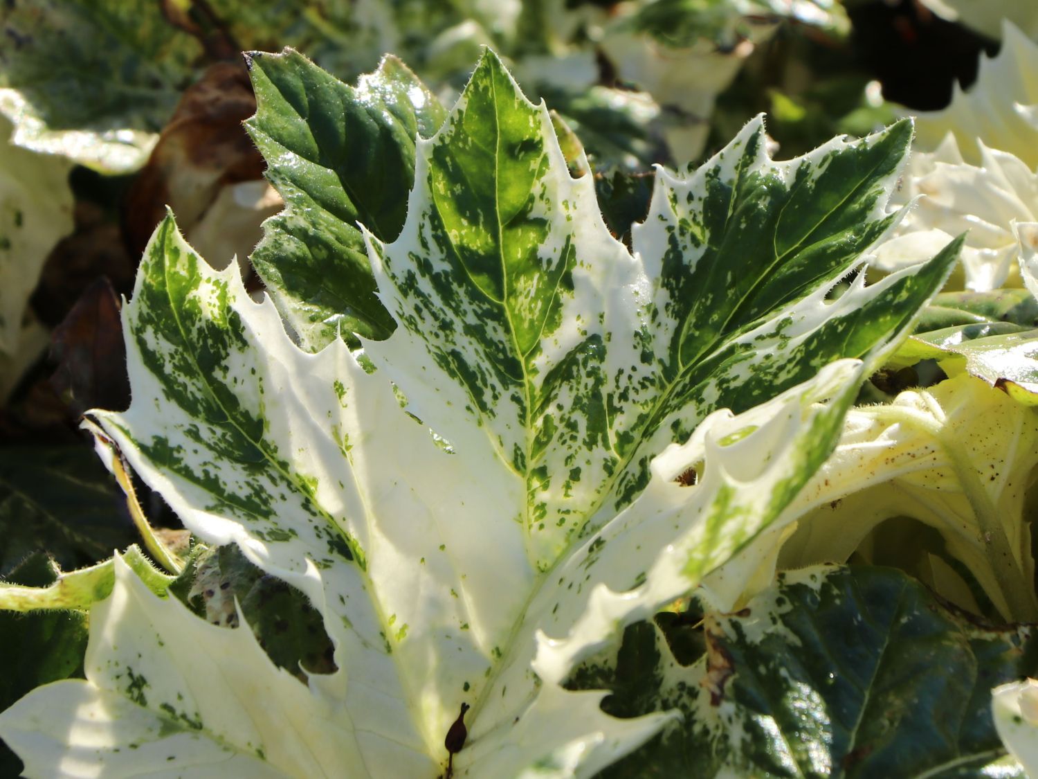Weiche Bärenklaue 'Tasmanian Angel' - Acanthus mollis 'Tasmanian Angel'