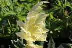 Weiche Bärenklaue 'Tasmanian Angel' - Acanthus mollis 'Tasmanian Angel'