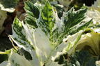 Weiche Bärenklaue 'Tasmanian Angel' - Acanthus mollis 'Tasmanian Angel'