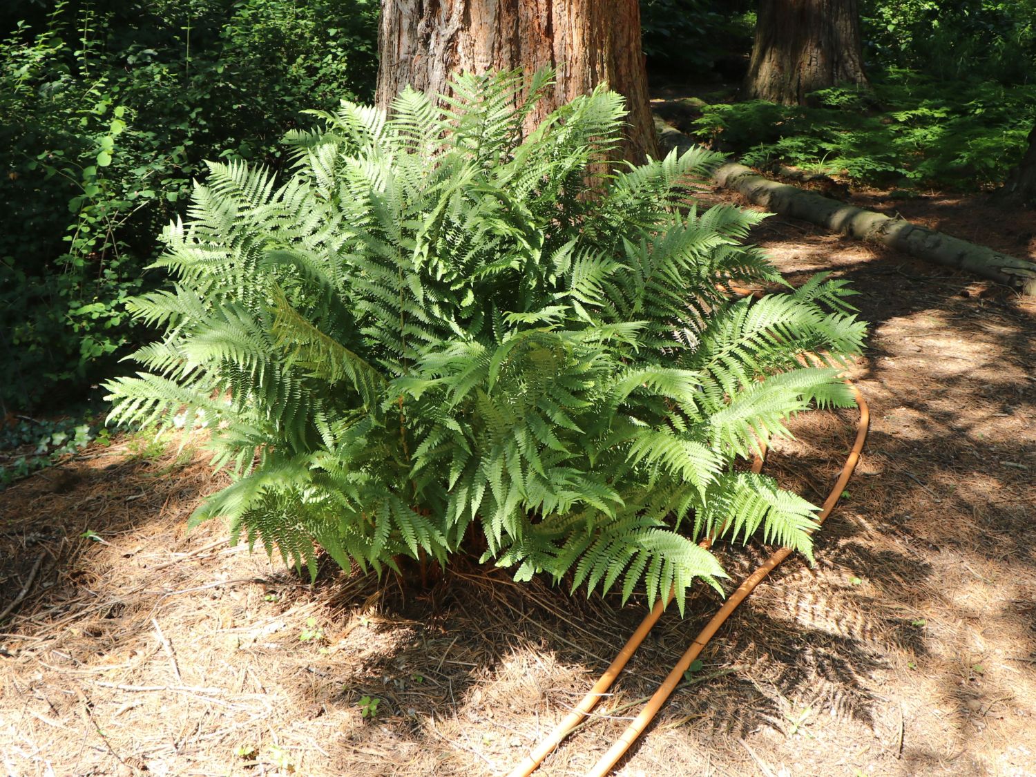 Weicher Schildfarn - Polystichum setiferum