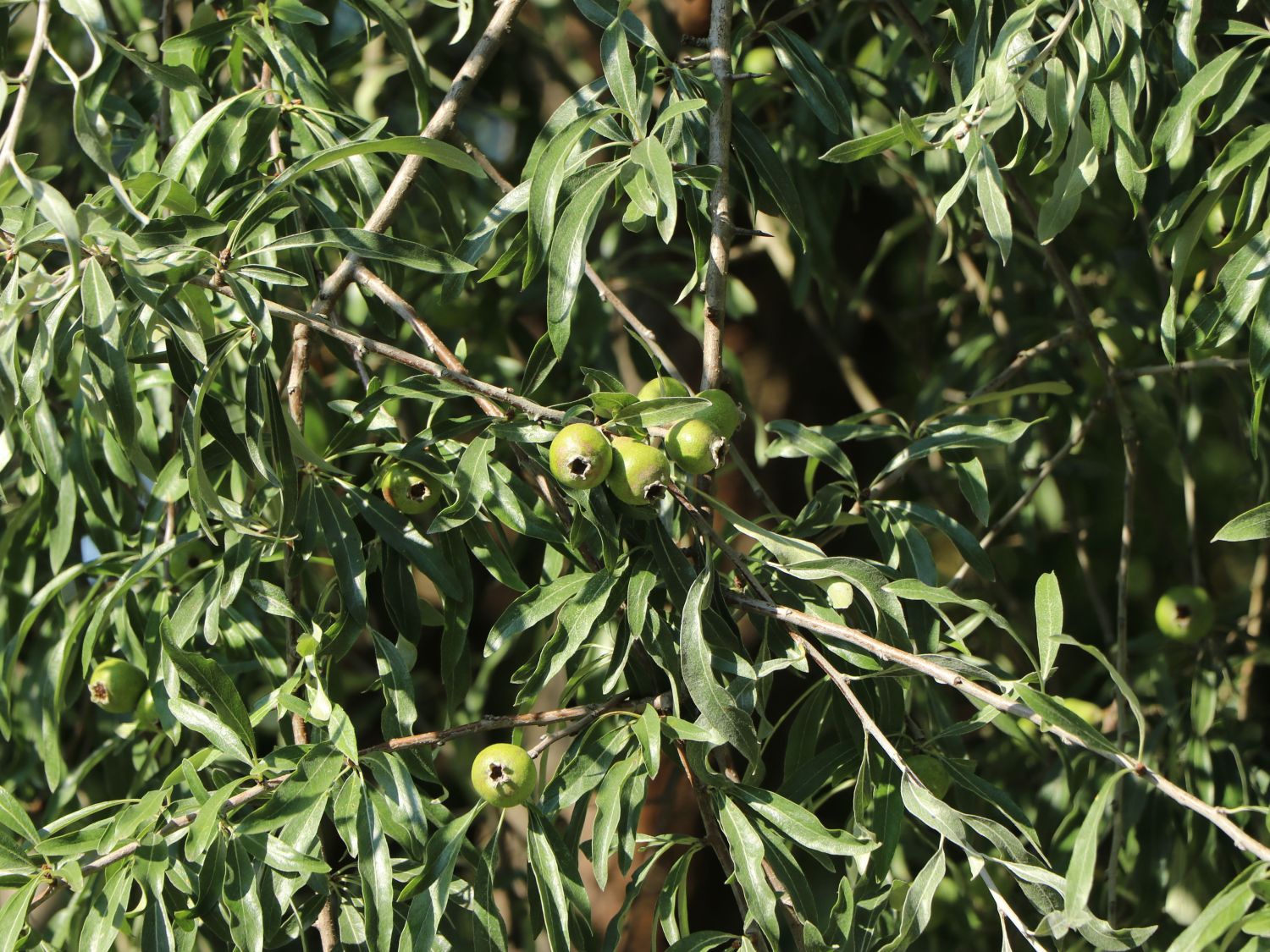 Weidenblättrige Birne