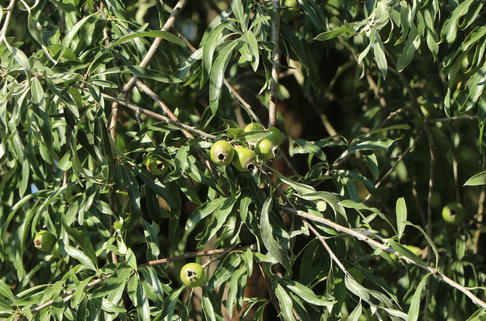 Weidenblättrige Birne - Pyrus salicifolia