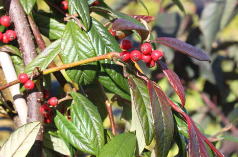 Weidenblättrige Hängemispel - Cotoneaster salicifolius var. floccosus