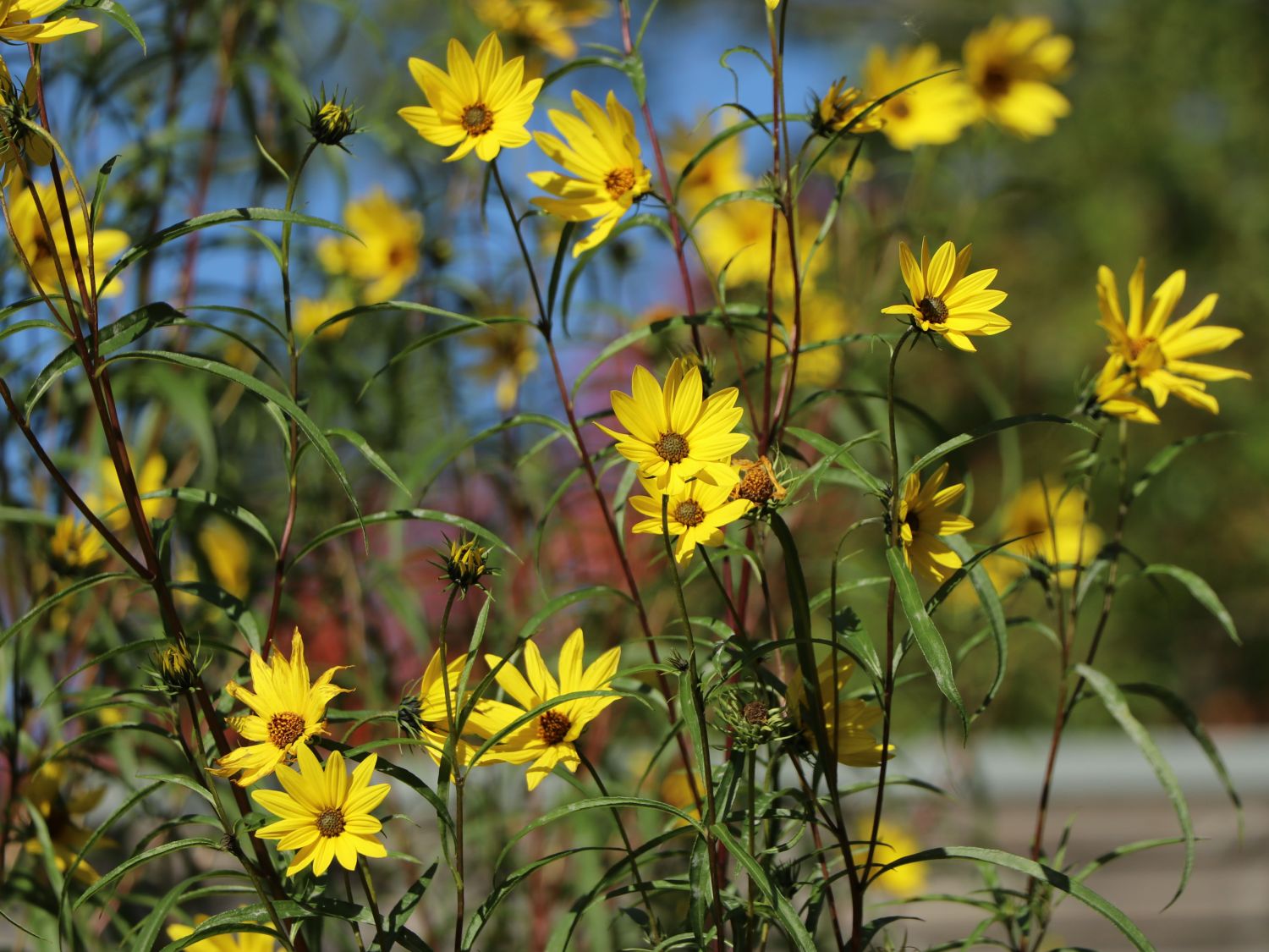 weidenbl-ttrige-sonnenblume-helianthus-salicifolius