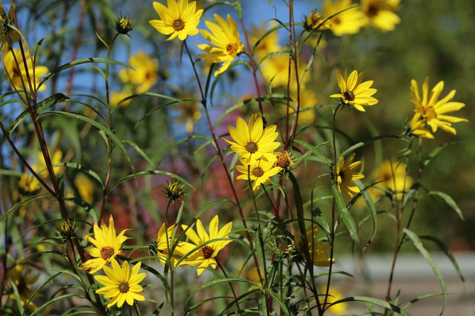Weidenbl ttrige Sonnenblume Helianthus Salicifolius weidenbl-ttrige-sonnenblume-helianthus-salicifolius