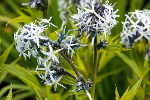 Weidenblättriger Röhrenstern - Amsonia tabernaemontana var. salicifolia