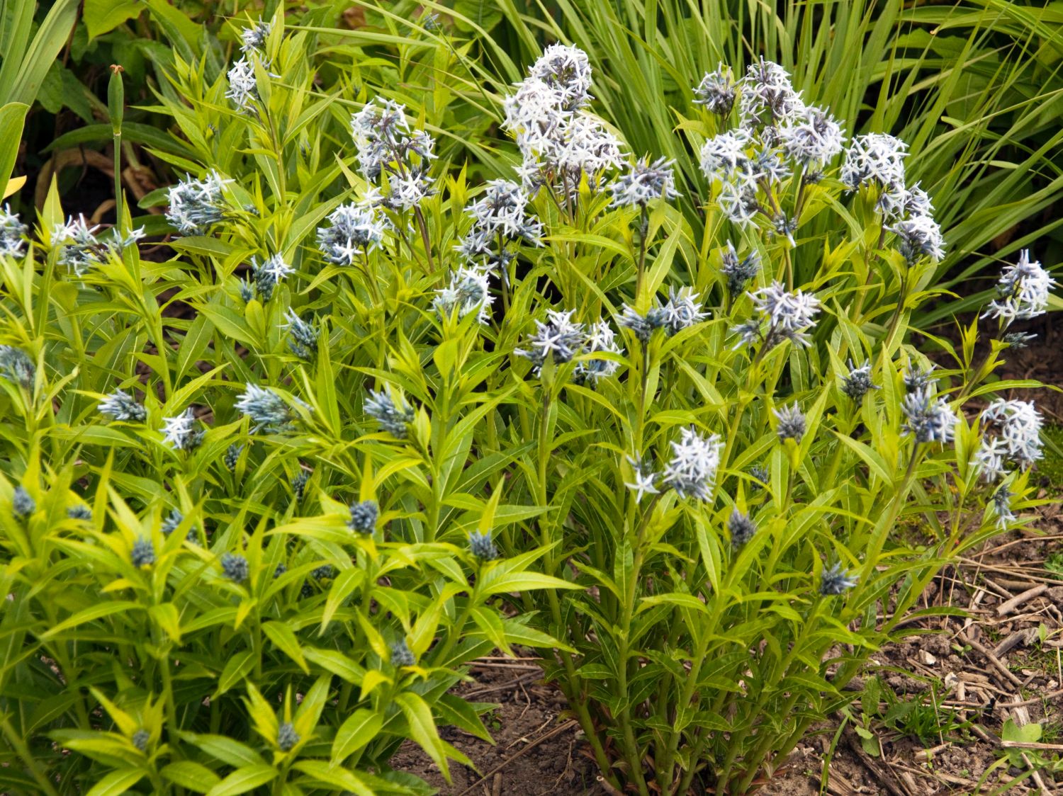 Weidenblättriger Röhrenstern - Amsonia tabernaemontana var. salicifolia