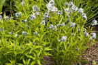 Weidenblättriger Röhrenstern - Amsonia tabernaemontana var. salicifolia