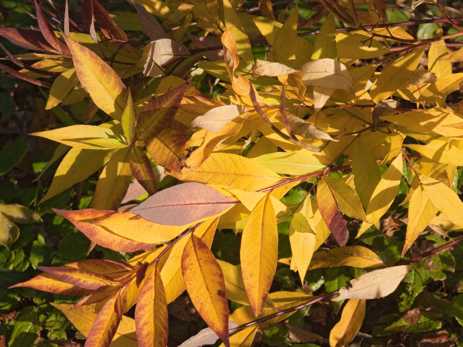 Weidenblättriger Röhrenstern - Amsonia tabernaemontana var. salicifolia