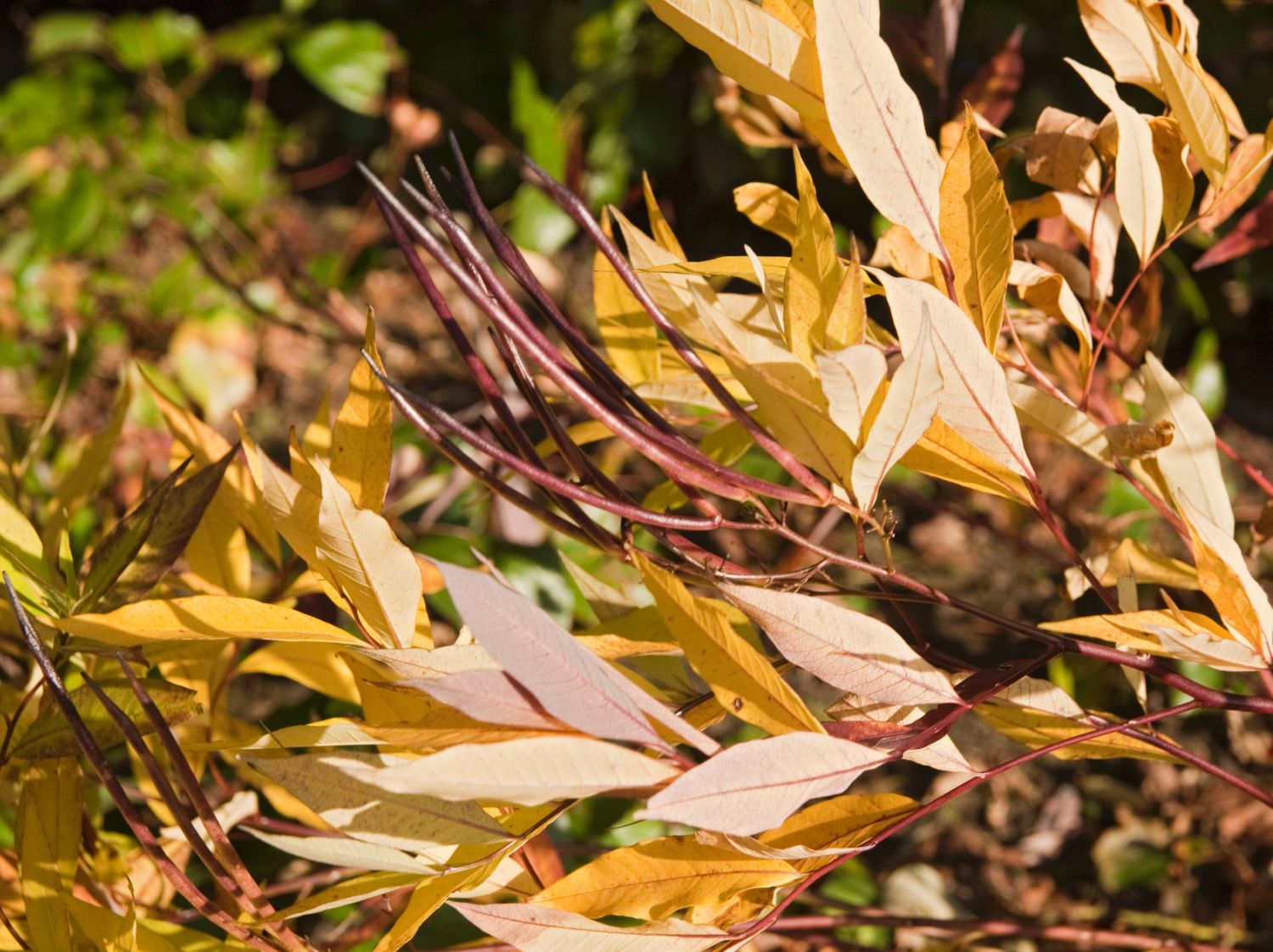 Weidenblättriger Röhrenstern - Amsonia tabernaemontana var. salicifolia