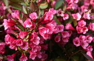 Weigelie 'Alexandra'