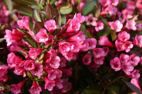 Weigelie 'Alexandra' - Weigela florida 'Alexandra'