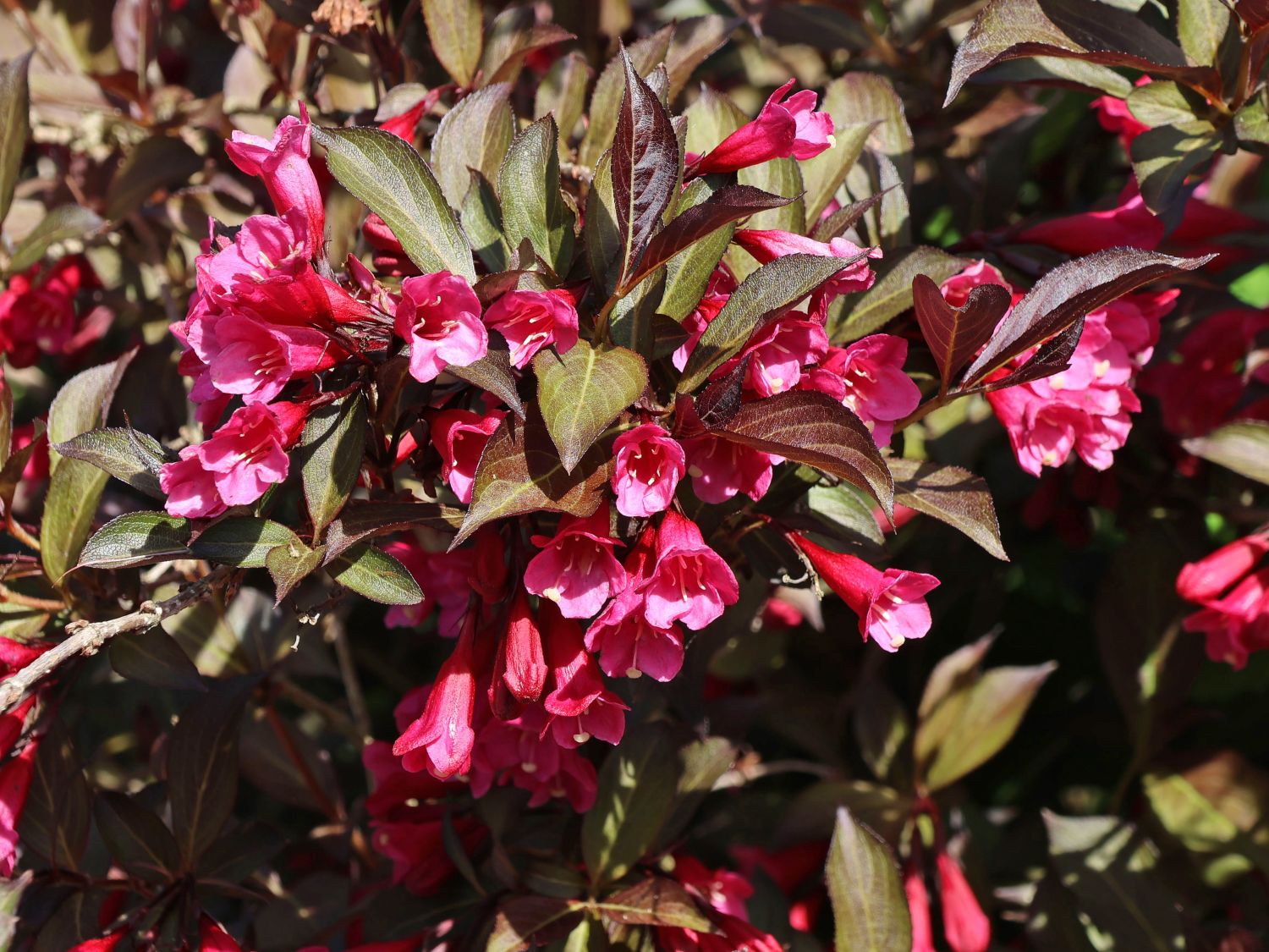 Weigelie 'Alexandra' Weigela florida 'Alexandra' Baumschule Horstmann