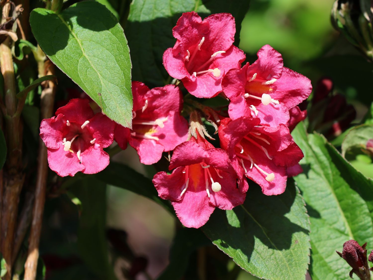 Weigelie 'Bristol Ruby' Weigela 'Bristol Ruby' Baumschule Horstmann