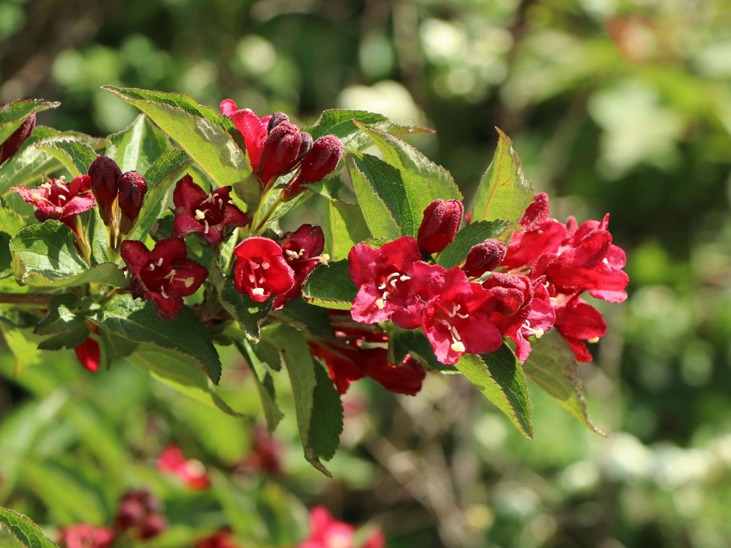 Weigelie 'Bristol Ruby' Weigela 'Bristol Ruby' Baumschule Horstmann