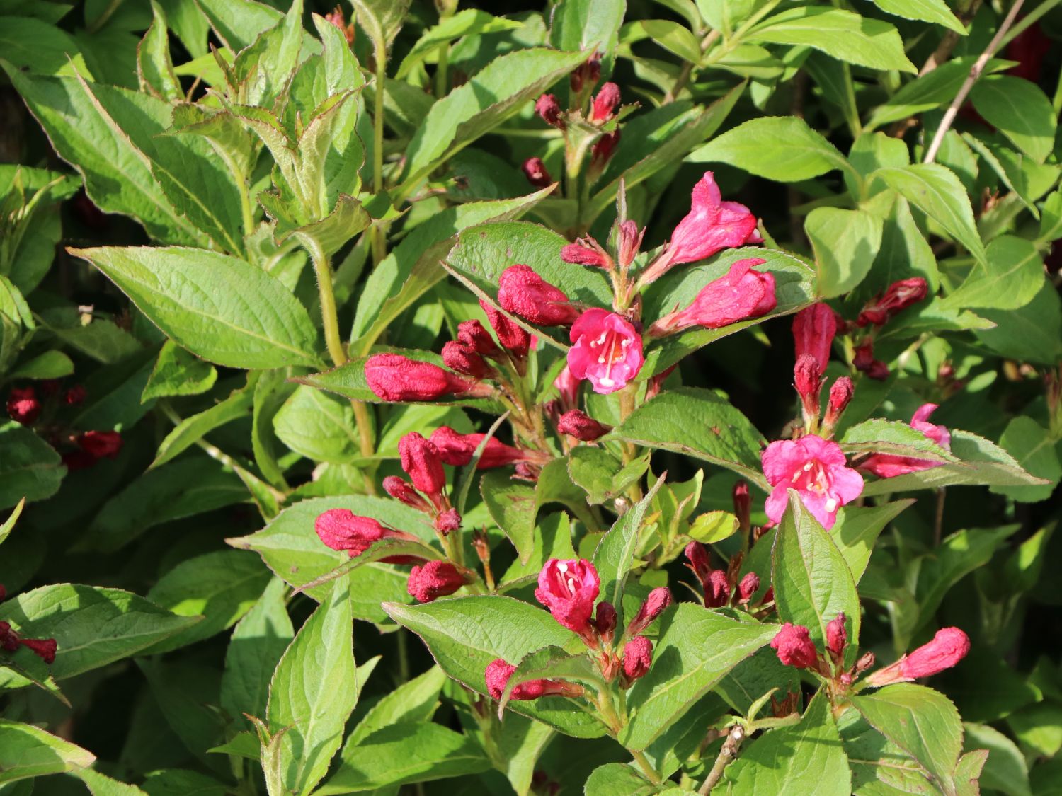 Weigelie 'Bristol Ruby' Weigela 'Bristol Ruby' Baumschule Horstmann