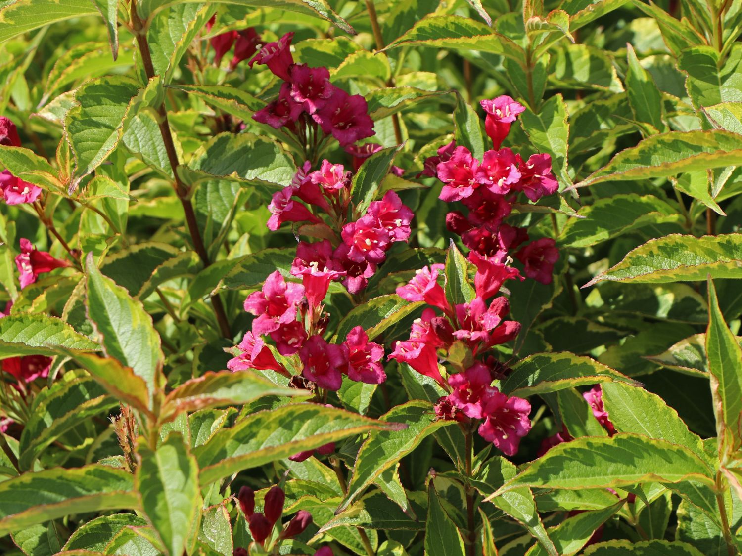 Weigelie Buntstifter 'Brigela' Weigela florida Buntstifter 'Brigela