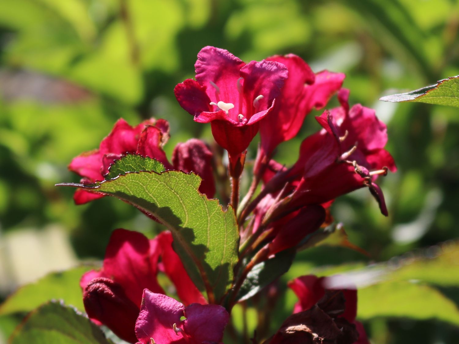 Weigelie Buntstifter 'Bristol Ruby' Weigela Buntstifter 'Bristol Ruby