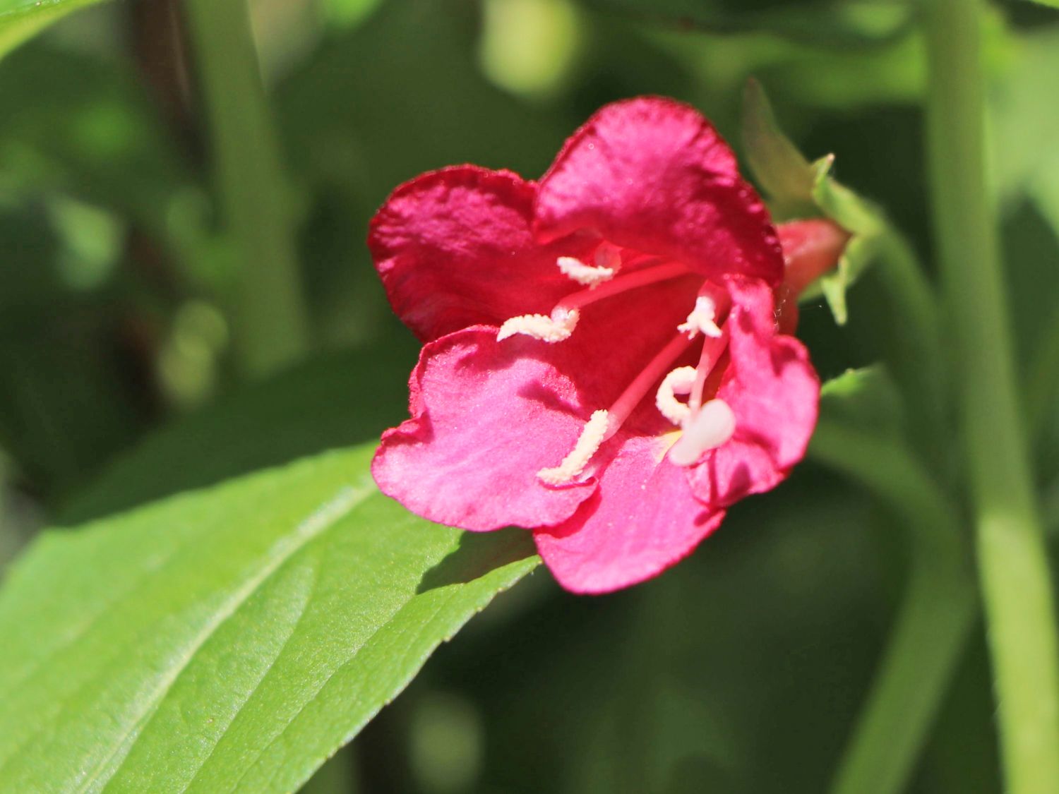 Weigelie Buntstifter 'Bristol Ruby' Weigela Buntstifter 'Bristol Ruby