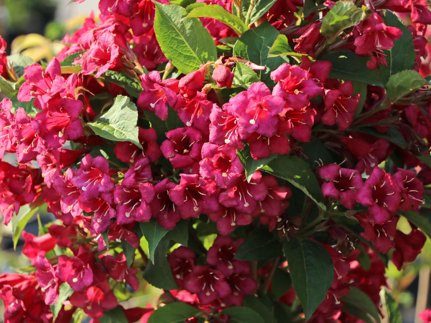 Weigelie Buntstifter 'Bristol Ruby' Weigela Buntstifter 'Bristol Ruby