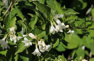 Weigelie 'Candida'